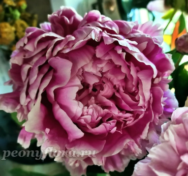 Пион Рахат Лукум 