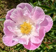 Пион Весенний День