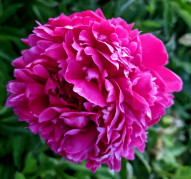 Пион Вива Мажента  