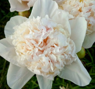 Пион Волшебный Сон 