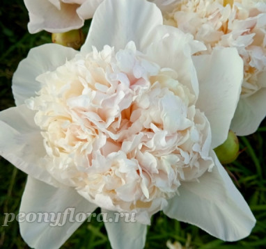 Пион Волшебный Сон 