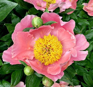 Пион Забава