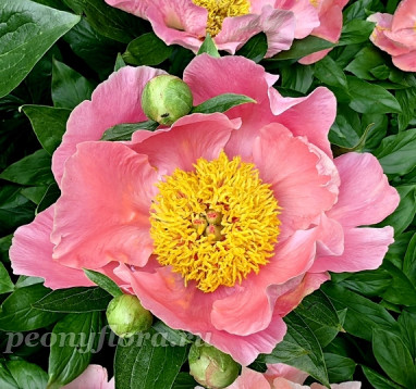 Пион Забава