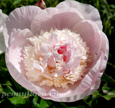 Пион Жемчужинка