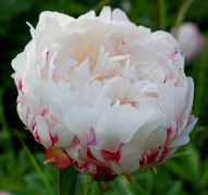 Пион Зимняя Вишня  