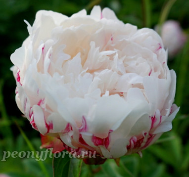 Пион Зимняя Вишня  