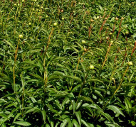 Пион Славутич