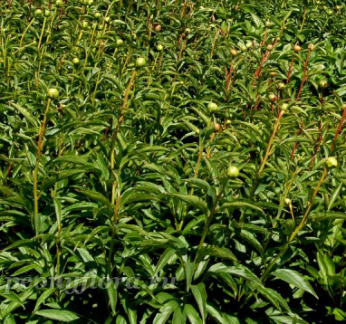 Пион Славутич