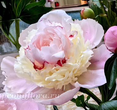 Пион Анастасия 