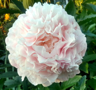 Пион Анатолий Скакодуб 