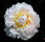 Пион Чаривник 