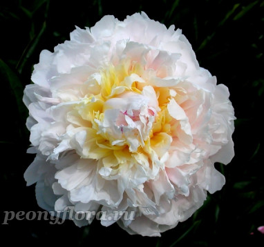 Пион Чаривник 