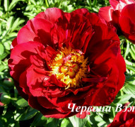 Пион Червона Вежа 