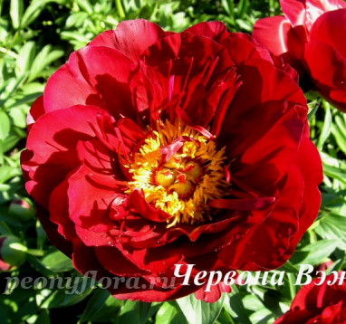 Пион Червона Вежа 