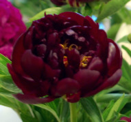 Пион Червоный Оксамит