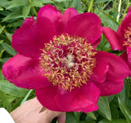 Пион Чумацкий Шлях