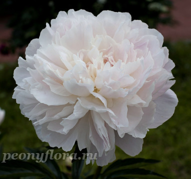 Пион Юбилейный ГБС