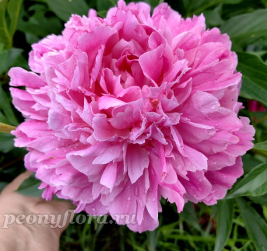 Пион Киевская Русь