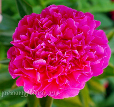 Пион Кобзарь 