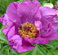 Пион Кокетка