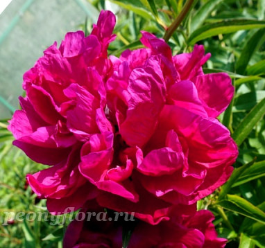 Пион Квазимодо