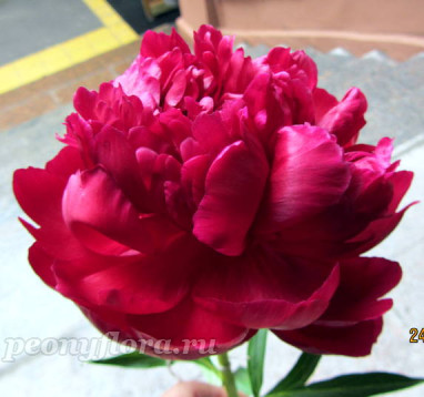 Пион Малинова Ватра