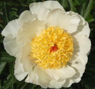 Пион Мамино Сердечко