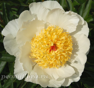 Пион Мамино Сердечко