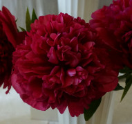 Пион Москва