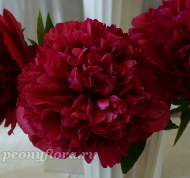 Пион Москва