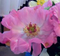 Пион Новость Алтая 