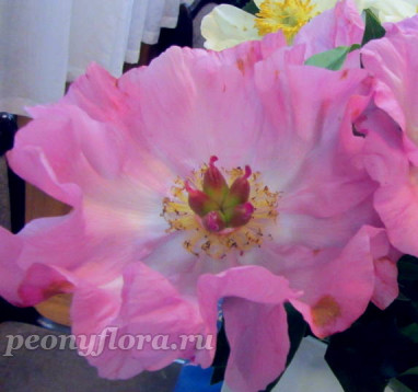 Пион Новость Алтая 