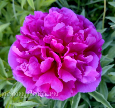 Пион Офелия