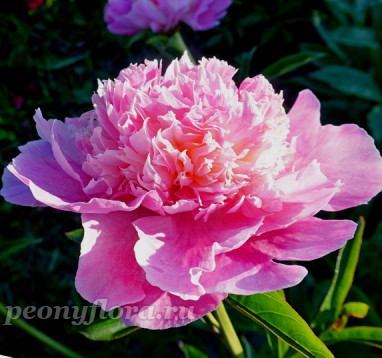 Пион Оригинал