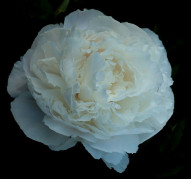 Пион Память о Ленине