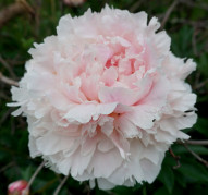 Пион Памяти Гагарина