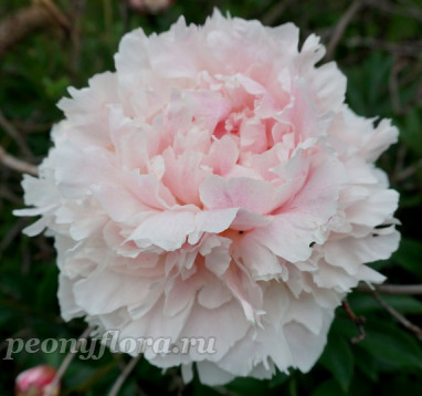 Пион Памяти Гагарина