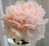 Пион Перламутр