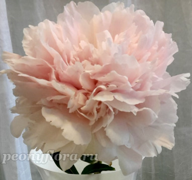 Пион Перламутр