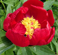 Пион Писанка Коломии 