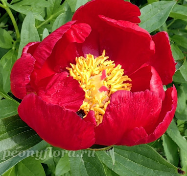 Пион Писанка Коломии 