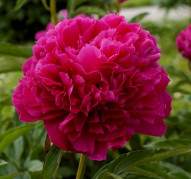 Пион Победа