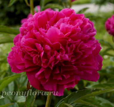 Пион Победа