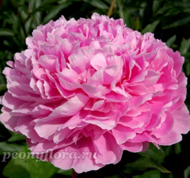 Пион Скарбница