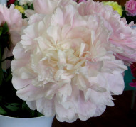 Пион Сольвейг