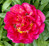 Пион Светлячок