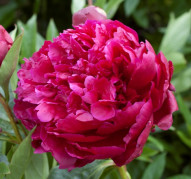 Пион Тайфун 