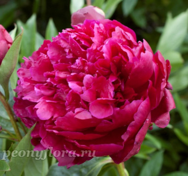 Пион Тайфун 