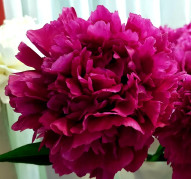 Пион Вечерняя Москва