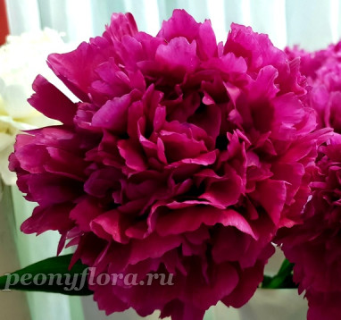 Пион Вечерняя Москва